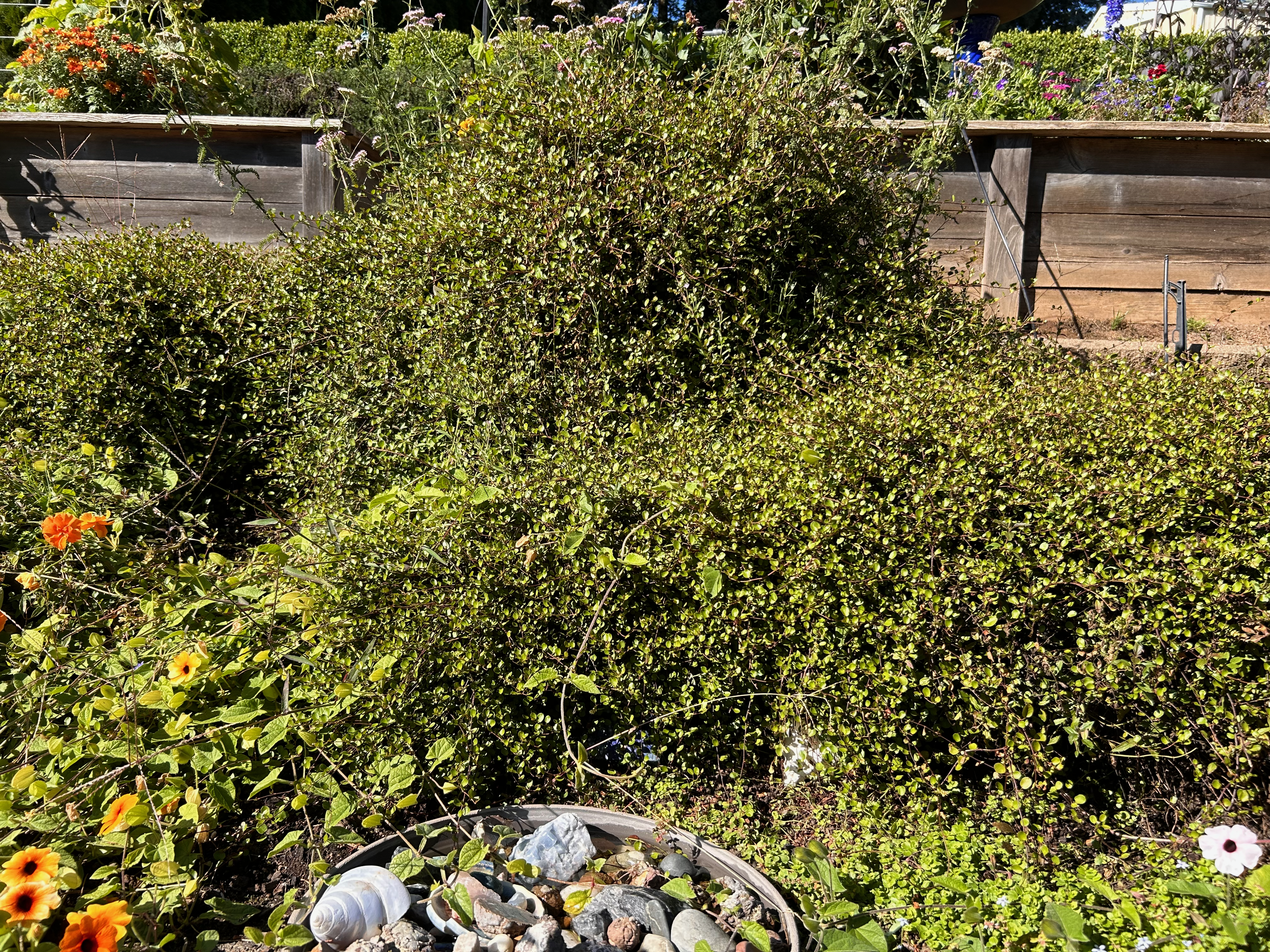 Dense mat of Creeping Wire Vine covering the ground