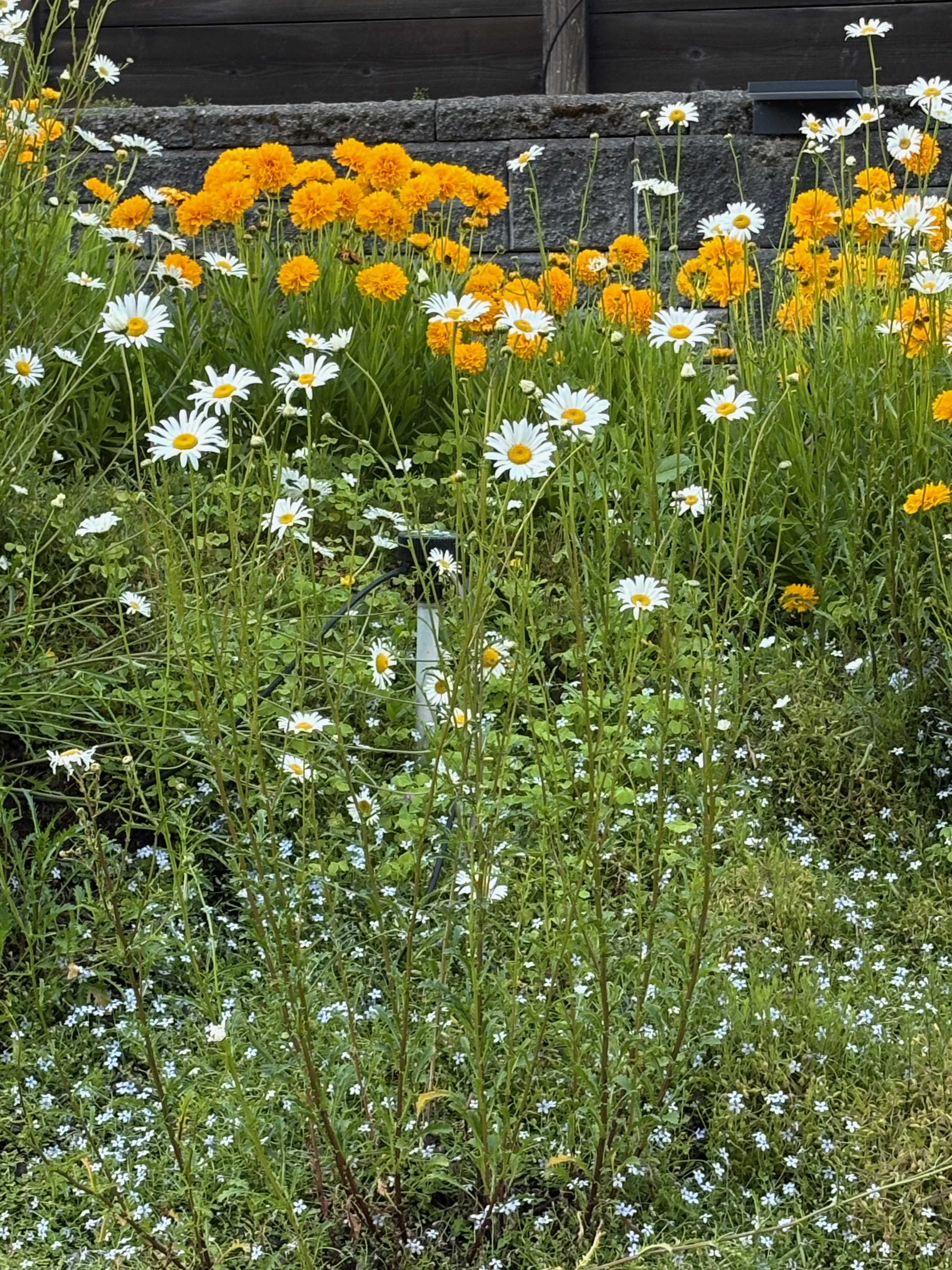 A densely planted garden bed with orange calendula and white daisies intermingled with grasses and weeds